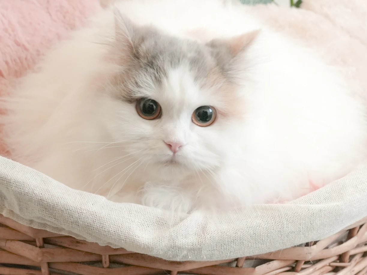 ミヌエットのママ猫 クラリス