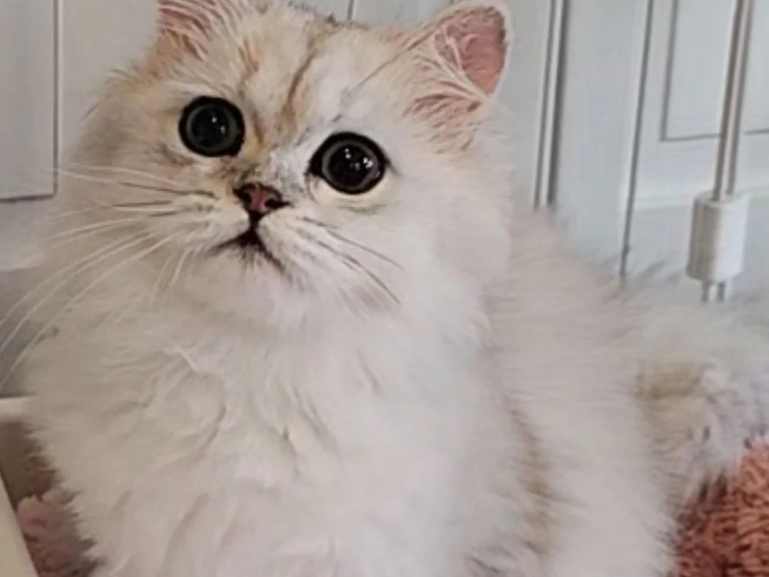 ペルシャのパパ猫 エリック